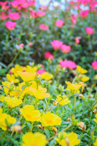 Beautiful Yellow Pink Portulaca Oleracea Flowers Also Known Common Purslane — Stock Photo, Image