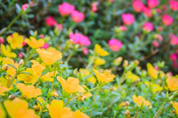 Gyönyörű Sárga Rózsaszín Portulaca Oleracea Virágok Ismert Mint Kövér Porcsint — Stock Fotó