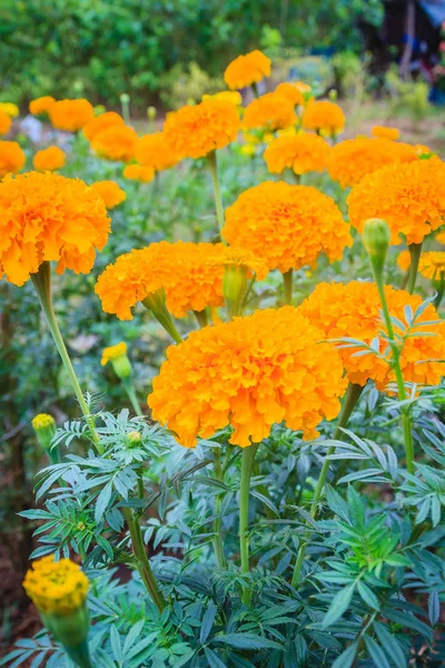 Marigold flower farming field. Bush of marigold tree growing with yellow flowers in the farm.