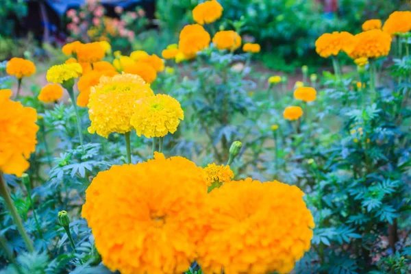 Marigold flower farming field. Bush of marigold tree growing with yellow flowers in the farm.