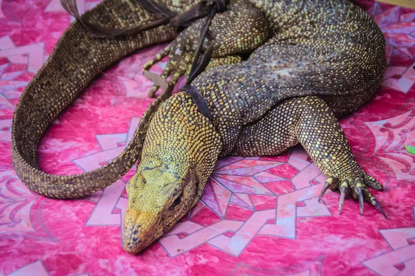 Monitor Bengala Varanus Bengalensis Para Venta Mercado Salvaje Mercado Fronterizo —  Fotos de Stock