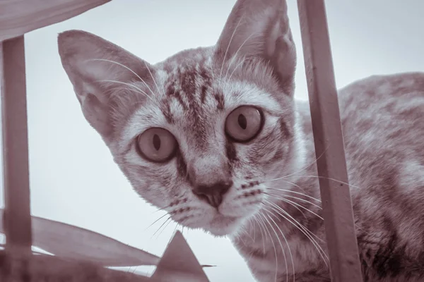 Gato Vadio Abandonado Parede Fronteira Espera Para Roubar Comida Assustador — Fotografia de Stock