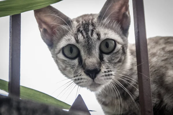 Gatto Randagio Abbandonato Sul Muro Cinta Aspetta Rubare Cibo Spaventoso — Foto Stock