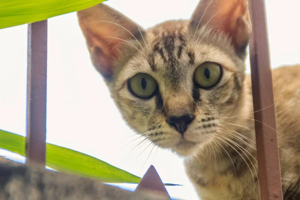 Gatto Randagio Abbandonato Sul Muro Cinta Aspetta Rubare Cibo Spaventoso — Foto Stock