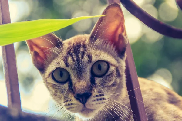 Gato Callejero Abandonado Sin Hogar Pared Fronteriza Esperar Robar Por — Foto de Stock