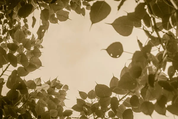 Green leaves frame with dramatic sky background and middle copy space for text. Nature frame of green leave branches on cloudy sky background. Frame of green leaves in the forest against the blue sky.