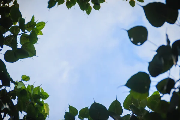 Green leaves frame with dramatic sky background and middle copy space for text. Nature frame of green leave branches on cloudy sky background. Frame of green leaves in the forest against the blue sky.