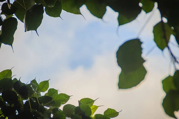 Quadro Folhas Verdes Com Fundo Céu Dramático Espaço Cópia Meio — Fotografia de Stock