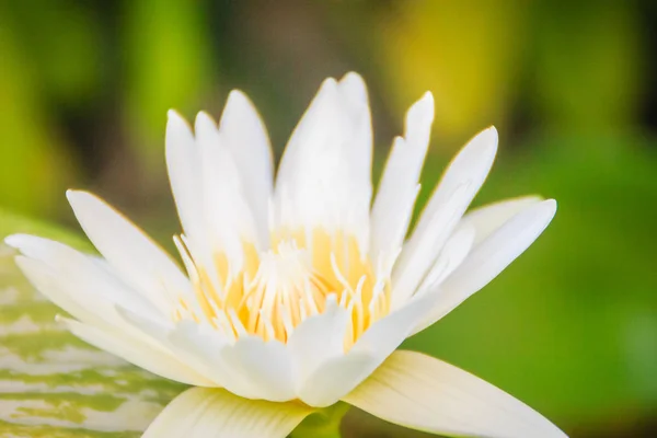 Λευκή Lily Του Νείλου Nymphaea Ampla Λευκό Lotus Είναι Μερικές — Φωτογραφία Αρχείου