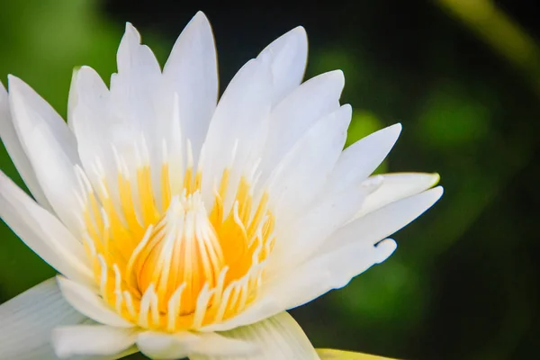 Λευκή Lily Του Νείλου Nymphaea Ampla Λευκό Lotus Είναι Μερικές — Φωτογραφία Αρχείου