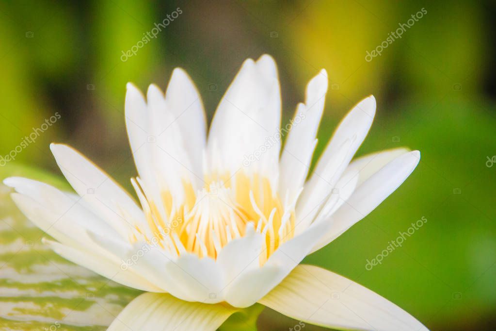 White Lily of the Nile (Nymphaea Ampla) or White Lotus is sometimes called Dotleaf water lily.