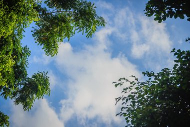 Yeşil yaprakları çerçeve dramatik gökyüzü arka plan ve metin için orta Kopyala yer. Doğa çerçeve yeşil dallar bulutlu gökyüzü arka plan üzerinde bırakın. Çerçeve mavi gökyüzüne karşı ormandaki yeşil yaprak.