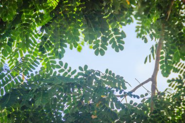 Yeşil yaprakları çerçeve dramatik gökyüzü arka plan ve metin için orta Kopyala yer. Doğa çerçeve yeşil dallar bulutlu gökyüzü arka plan üzerinde bırakın. Çerçeve mavi gökyüzüne karşı ormandaki yeşil yaprak.