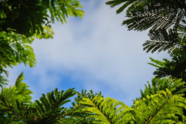 Yeşil yaprakları çerçeve dramatik gökyüzü arka plan ve metin için orta Kopyala yer. Doğa çerçeve yeşil dallar bulutlu gökyüzü arka plan üzerinde bırakın. Çerçeve mavi gökyüzüne karşı ormandaki yeşil yaprak.