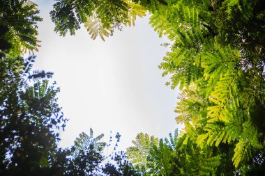 Yeşil yaprakları çerçeve dramatik gökyüzü arka plan ve metin için orta Kopyala yer. Doğa çerçeve yeşil dallar bulutlu gökyüzü arka plan üzerinde bırakın. Çerçeve mavi gökyüzüne karşı ormandaki yeşil yaprak.
