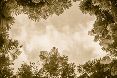 Yeşil yaprakları çerçeve dramatik gökyüzü arka plan ve metin için orta Kopyala yer. Doğa çerçeve yeşil dallar bulutlu gökyüzü arka plan üzerinde bırakın. Çerçeve mavi gökyüzüne karşı ormandaki yeşil yaprak.