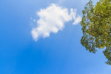 Metin için kopya yer de dahil olmak üzere, mavi gökyüzü ve bulut beyaz arka plan ile ağacı.