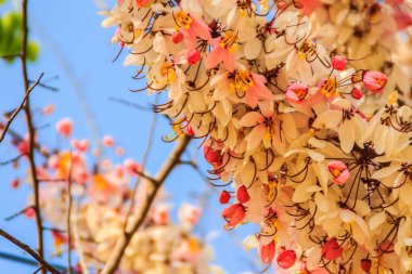 Duş ağaç çiçek (Cassia bakeriana) mavi gökyüzü arka plan pembe. Cassia bakeriana, dilek ağacı, pembe duş, yaygın olarak adlandırılan Tayland ormanlık alanları için yerel bir küçük çiçekli ağaç olduğunu.