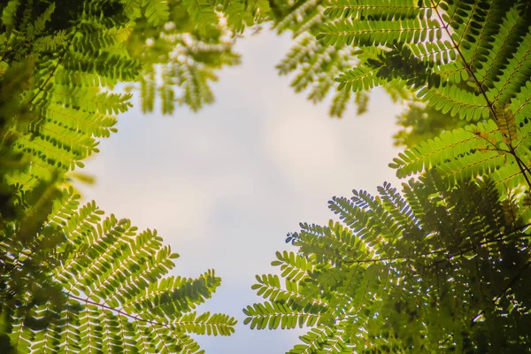 Green leaves frame with dramatic sky background and middle copy space for text. Nature frame of green leave branches on cloudy sky background. Frame of green leaves in the forest against the blue sky.