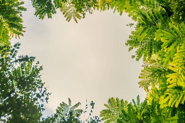 Quadro Folhas Verdes Com Fundo Céu Dramático Espaço Cópia Meio — Fotografia de Stock