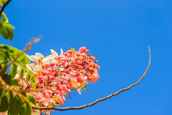 계수나무 Bakeriana 계수나무 Bakeriana 분홍색 일반적으로 불리는 타이의 지역에 네이티브 — 스톡 사진