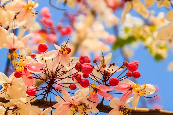 Rosa Flores Árvore Chuveiro Cassia Bakeriana Fundo Céu Azul Cassia — Fotografia de Stock