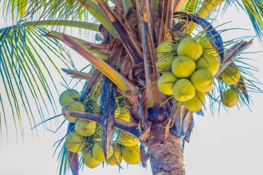 Closeup bol Hindistan cevizi ağacı üzerinde genç yeşil Hindistan cevizi meyve.