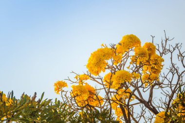 Sarı çiçek (Tabebuia aurea) gümüş trompet ağaçta metin için mavi gökyüzü arka plan ve kopya yer. Tabebuia aurea, olarak da bilinen Karayip trompet ağaç, gümüş trompet ağaç ve ağaç altın.