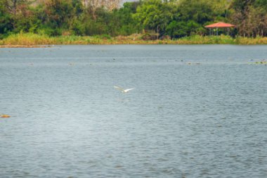 Beyaz küçük ak balıkçıl kuşları (Egretta garzetta) gölde uçuyor. Küçük ak balıkçıl (Egretta garzetta) familyasına ait küçük balıkçıl aile Ardeidae.