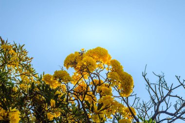 Sarı çiçek (Tabebuia aurea) gümüş trompet ağaçta metin için mavi gökyüzü arka plan ve kopya yer. Tabebuia aurea, olarak da bilinen Karayip trompet ağaç, gümüş trompet ağaç ve ağaç altın.