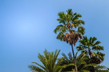 Mavi güneşli gökyüzü arka plan ile bir güzel tropikal palmiye ağacı görünümünü arıyorsunuz-up. Metin kopyalama yeri olan mavi gökyüzü hurma ağacı orman yeşil yaprak.