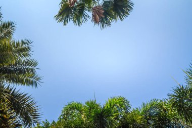 Mavi güneşli gökyüzü arka plan ile bir güzel tropikal palmiye ağacı görünümünü arıyorsunuz-up. Metin kopyalama yeri olan mavi gökyüzü hurma ağacı orman yeşil yaprak.