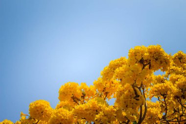 Sarı çiçek (Tabebuia aurea) gümüş trompet ağaçta metin için mavi gökyüzü arka plan ve kopya yer. Tabebuia aurea, olarak da bilinen Karayip trompet ağaç, gümüş trompet ağaç ve ağaç altın.