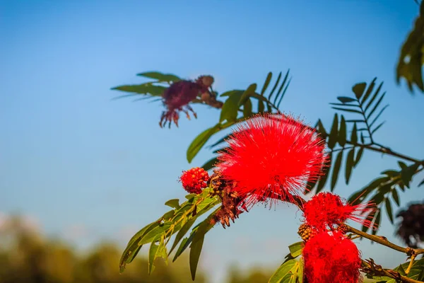 Red head powder puff flower (Calliandra haematocephala) on tree with blue sky background. Calliandra haematocephala is a species of flowering plants of the genus Calliandra in the Fabaceae family.