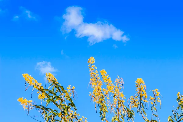 Flor Amarela Árvore Cássia Siamesa Senna Siamea Com Fundo Azul — Fotografia de Stock