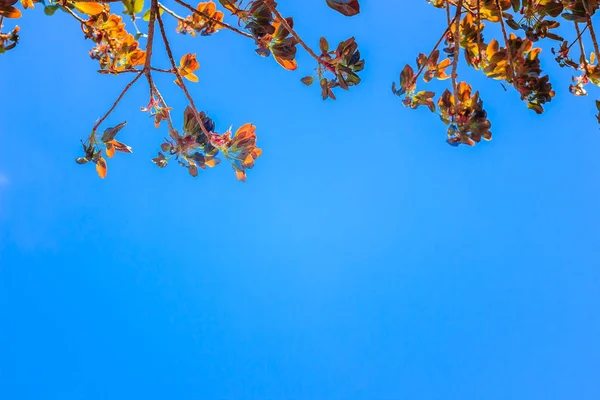 Vermelho Folhas Jovens Árvore Banyan Floresta Com Fundo Azul Céu — Fotografia de Stock