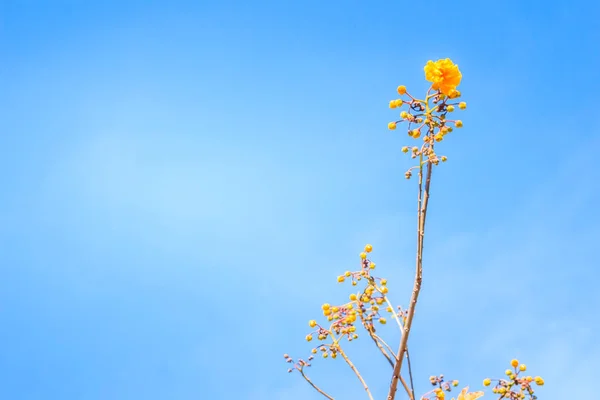 Röda Blad Och Gula Ung Knopp Silke Bomull Trädet Blomma — Stockfoto