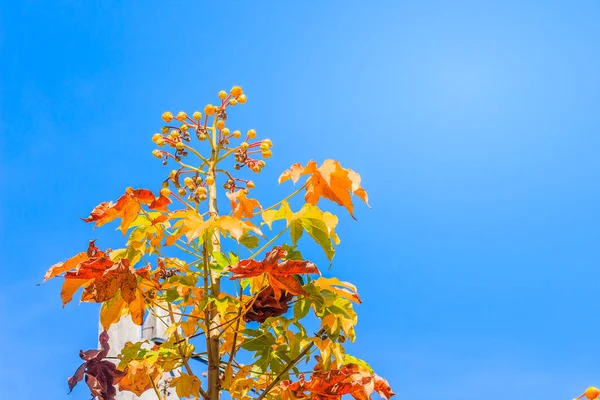 Hojas Rojas Brote Joven Amarillo Flor Árbol Seda Algodón Cochlospermum —  Fotos de Stock