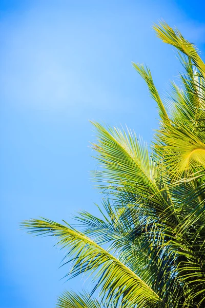 Mavi güneşli gökyüzü arka plan ile bir güzel tropikal Hindistan cevizi hurma ağacı görünümünü arıyorsunuz-up. Mavi gökyüzü ile kopya alanı metin için Hindistan cevizi hurma ağacı orman yeşil yaprak.