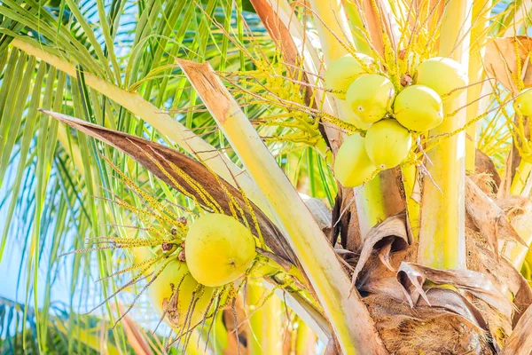 Nahaufnahme Von Jungen Grünen Kokosfrüchten Auf Dem Kokosnussbaum — Stockfoto