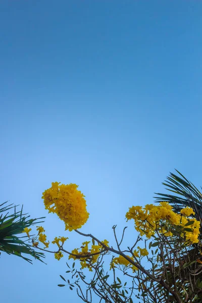 Yellow flowers on silver trumpet tree (Tabebuia aurea) with blue sky background and copy space for text. Tabebuia aurea, also known as Caribbean trumpet tree, silver trumpet tree and tree of gold.