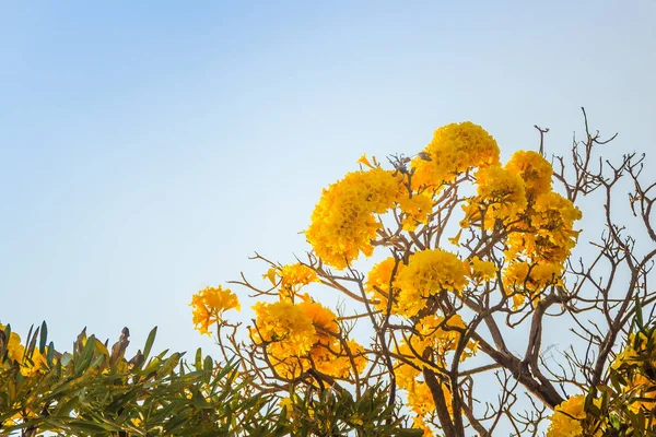 Yellow flowers on silver trumpet tree (Tabebuia aurea) with blue sky background and copy space for text. Tabebuia aurea, also known as Caribbean trumpet tree, silver trumpet tree and tree of gold.