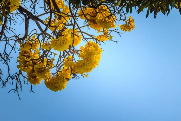 Yellow flowers on silver trumpet tree (Tabebuia aurea) with blue sky background and copy space for text. Tabebuia aurea, also known as Caribbean trumpet tree, silver trumpet tree and tree of gold.