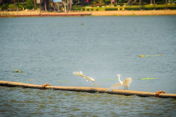 Par Pequeñas Blancas Garzas Egretta Garzetta Están Apareando Lago Egretta —  Fotos de Stock