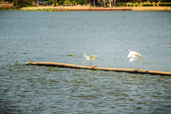 Ein Paar Weiße Seidenreiher Egretta Garzetta Paaren Sich See Der — Stockfoto