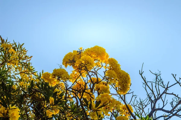 Yellow flowers on silver trumpet tree (Tabebuia aurea) with blue sky background and copy space for text. Tabebuia aurea, also known as Caribbean trumpet tree, silver trumpet tree and tree of gold.