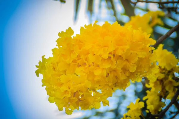 Yellow flowers on silver trumpet tree (Tabebuia aurea) with blue sky background and copy space for text. Tabebuia aurea, also known as Caribbean trumpet tree, silver trumpet tree and tree of gold.