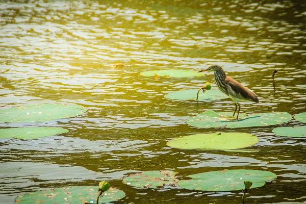 Schattige Chinese Vijver Heron Vogel Ardeola Bacchus Zitstokken Lotus Blad — Stockfoto