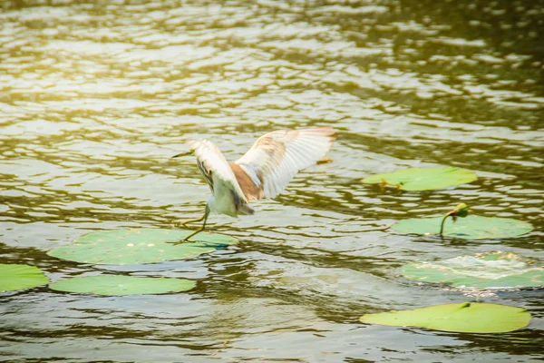 Schattige Chinese Vijver Heron Vogel Ardeola Bacchus Zitstokken Lotus Blad — Stockfoto
