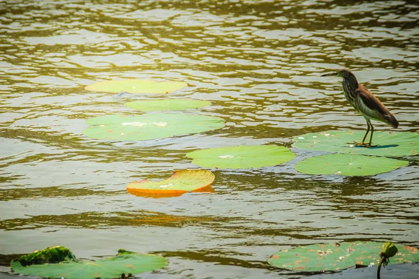 Χαριτωμένο Κινεζική Λιμνούλα Ηρων Πουλί Βάκχου Ardeola Καθισμένο Στην Lotus — Φωτογραφία Αρχείου